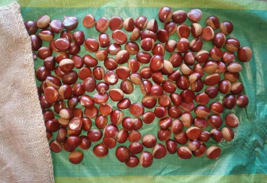 Chestnut