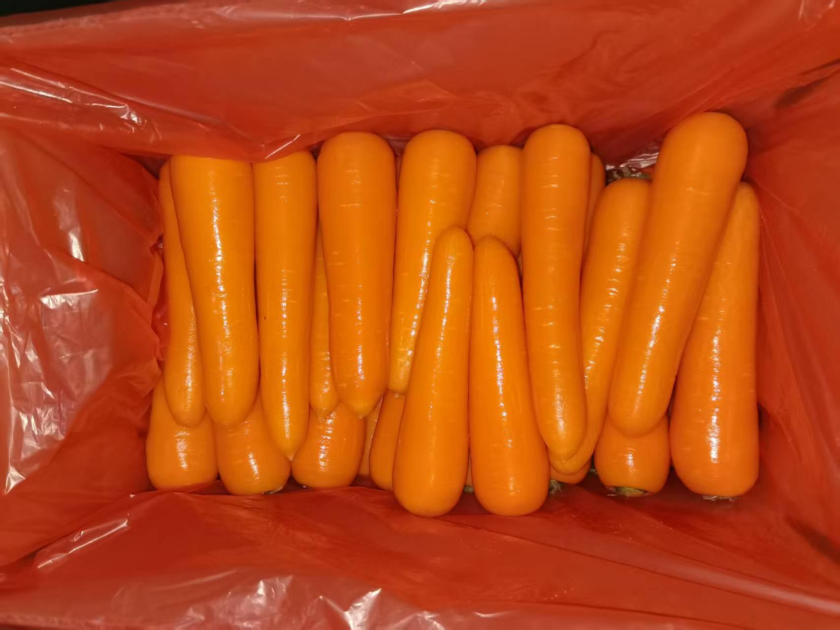 Fresh Carrot