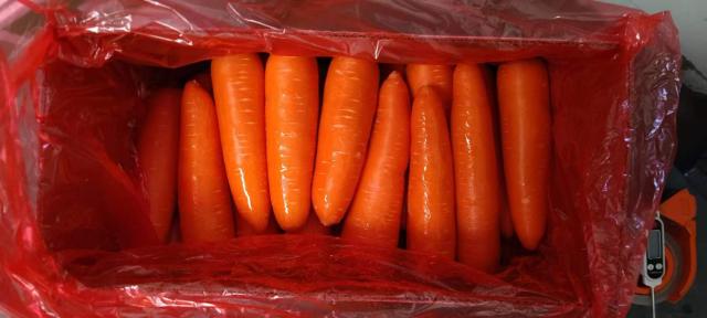 Carotte fraîche