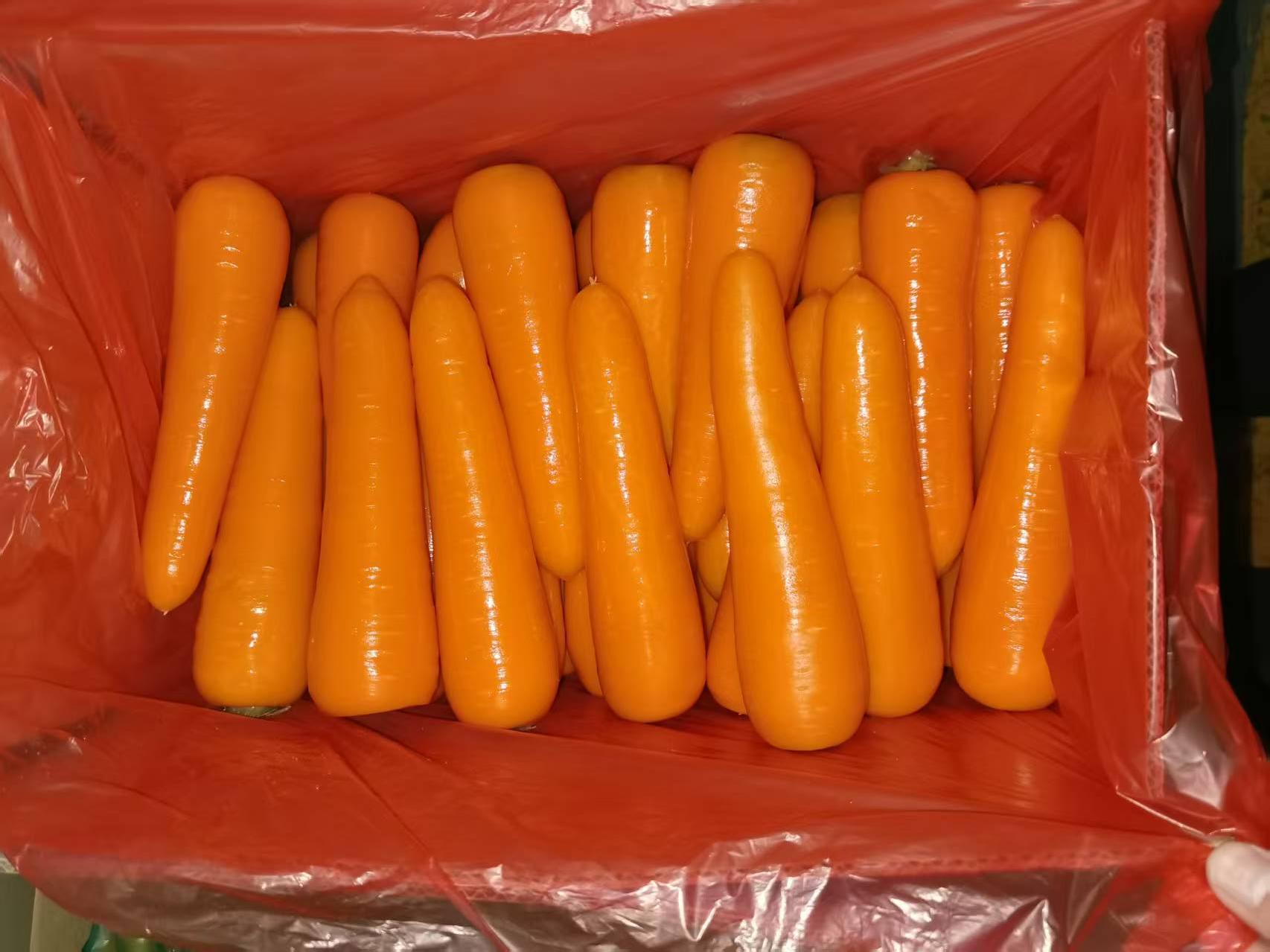 Fresh Carrot
