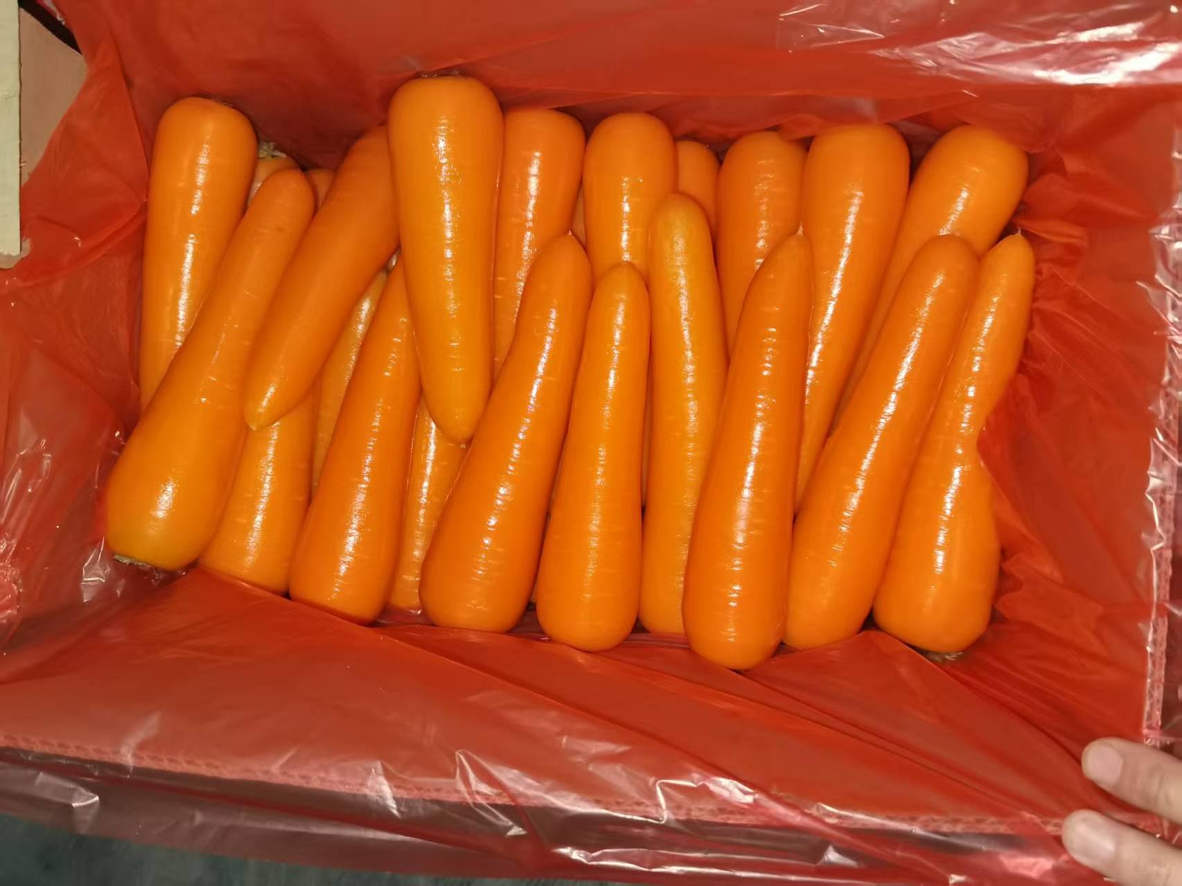 Fresh Carrot