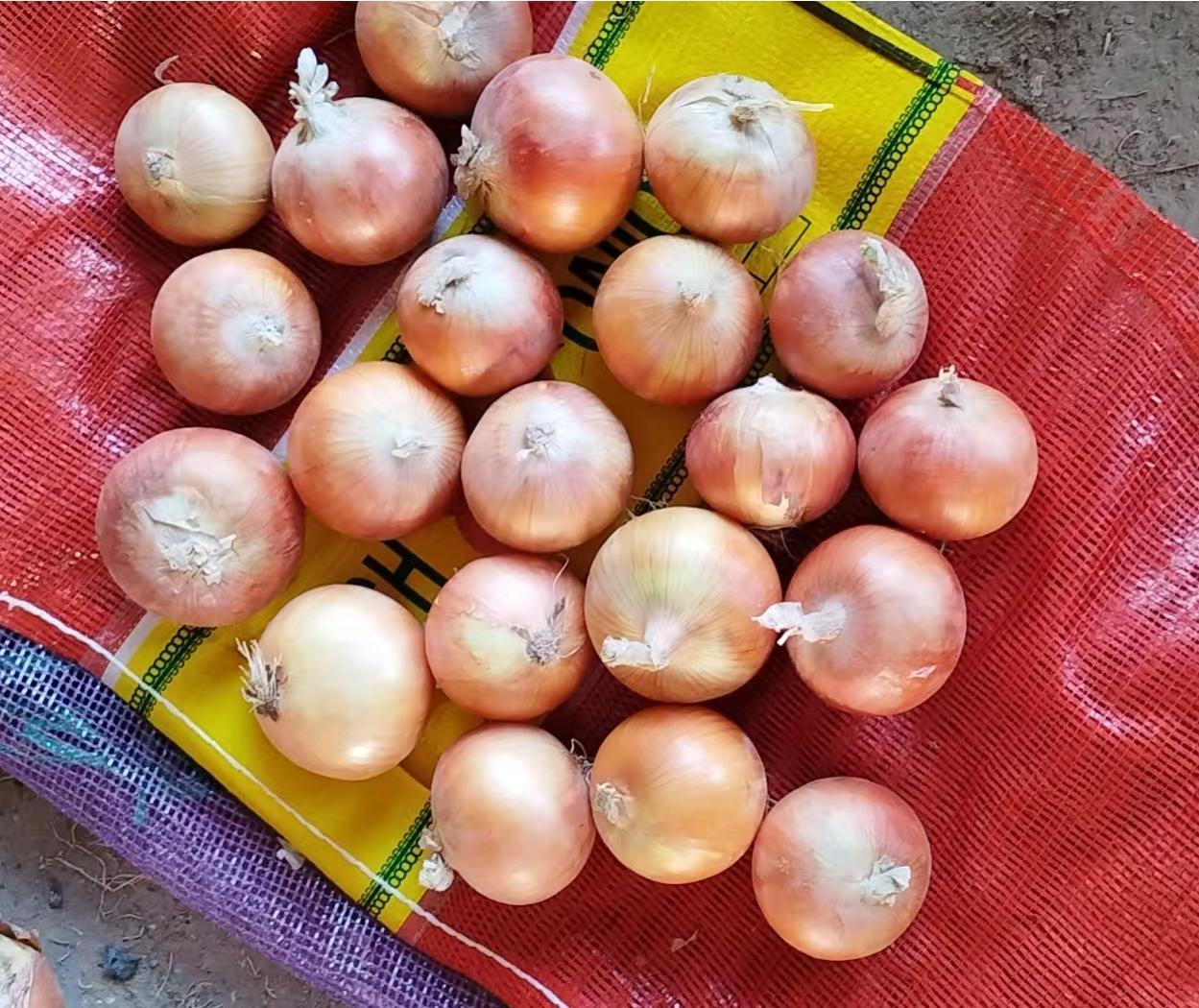 Fresh Yellow Onion