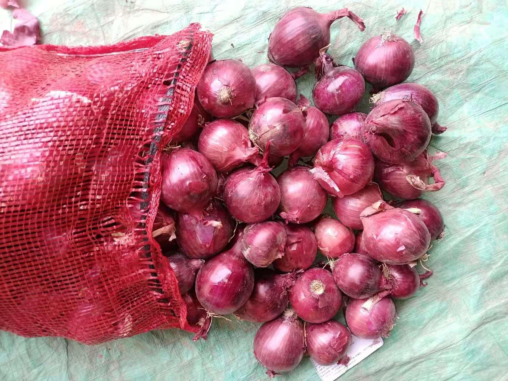Oignon rouge frais