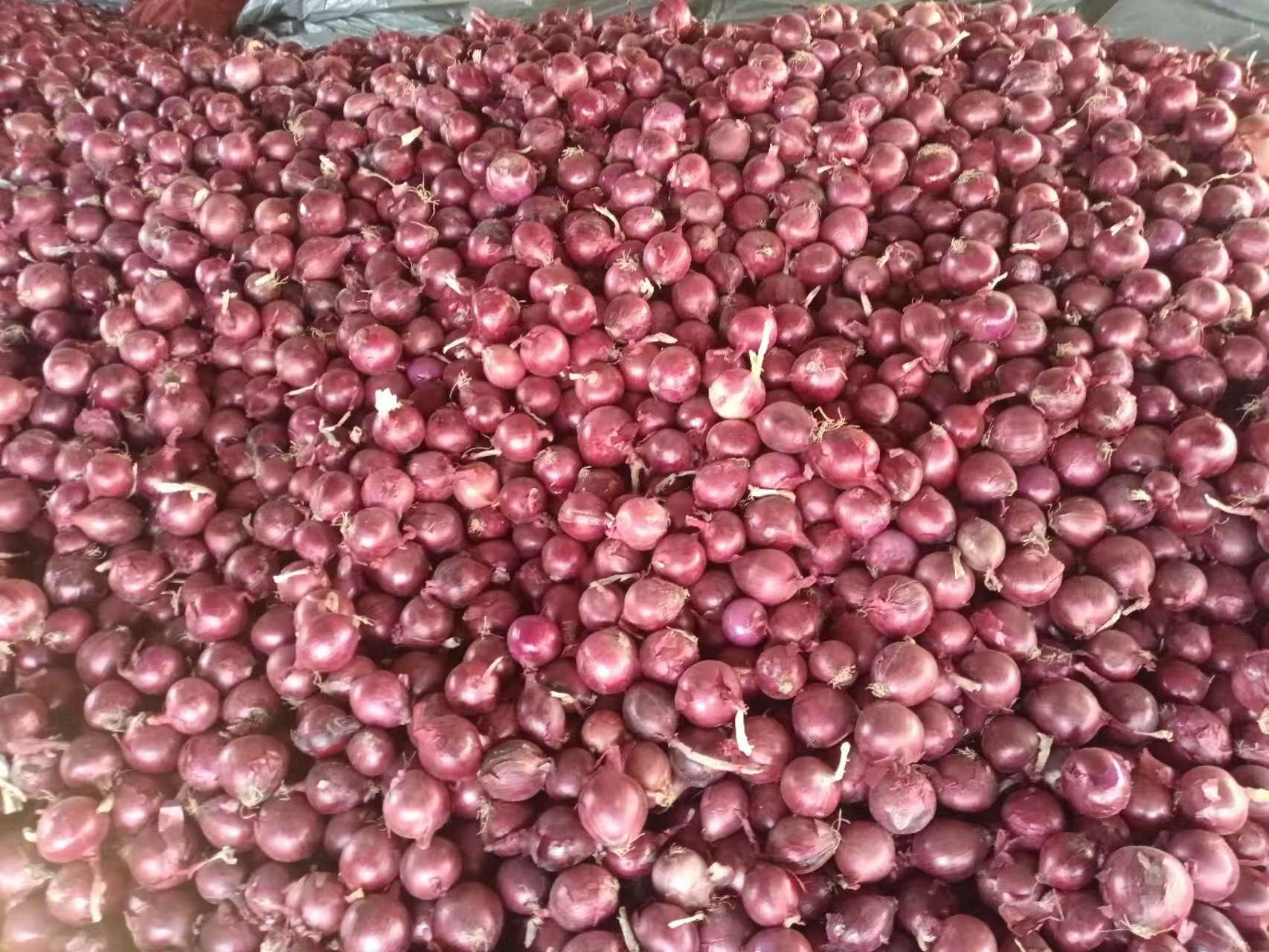 Oignon rouge frais