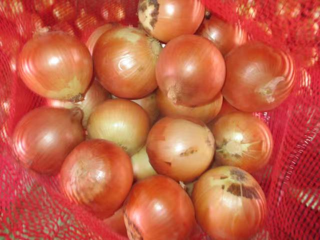 Fresh Yellow Onion