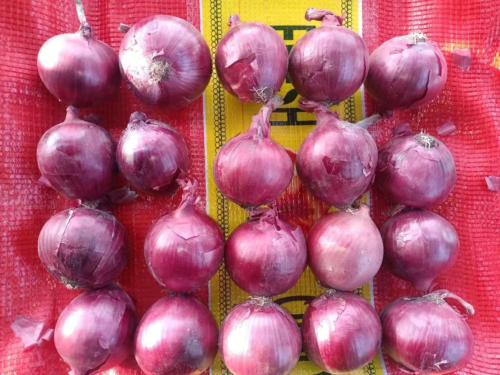 Oignon rouge frais