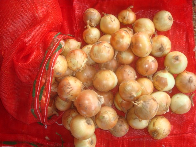 Fresh Yellow Onion