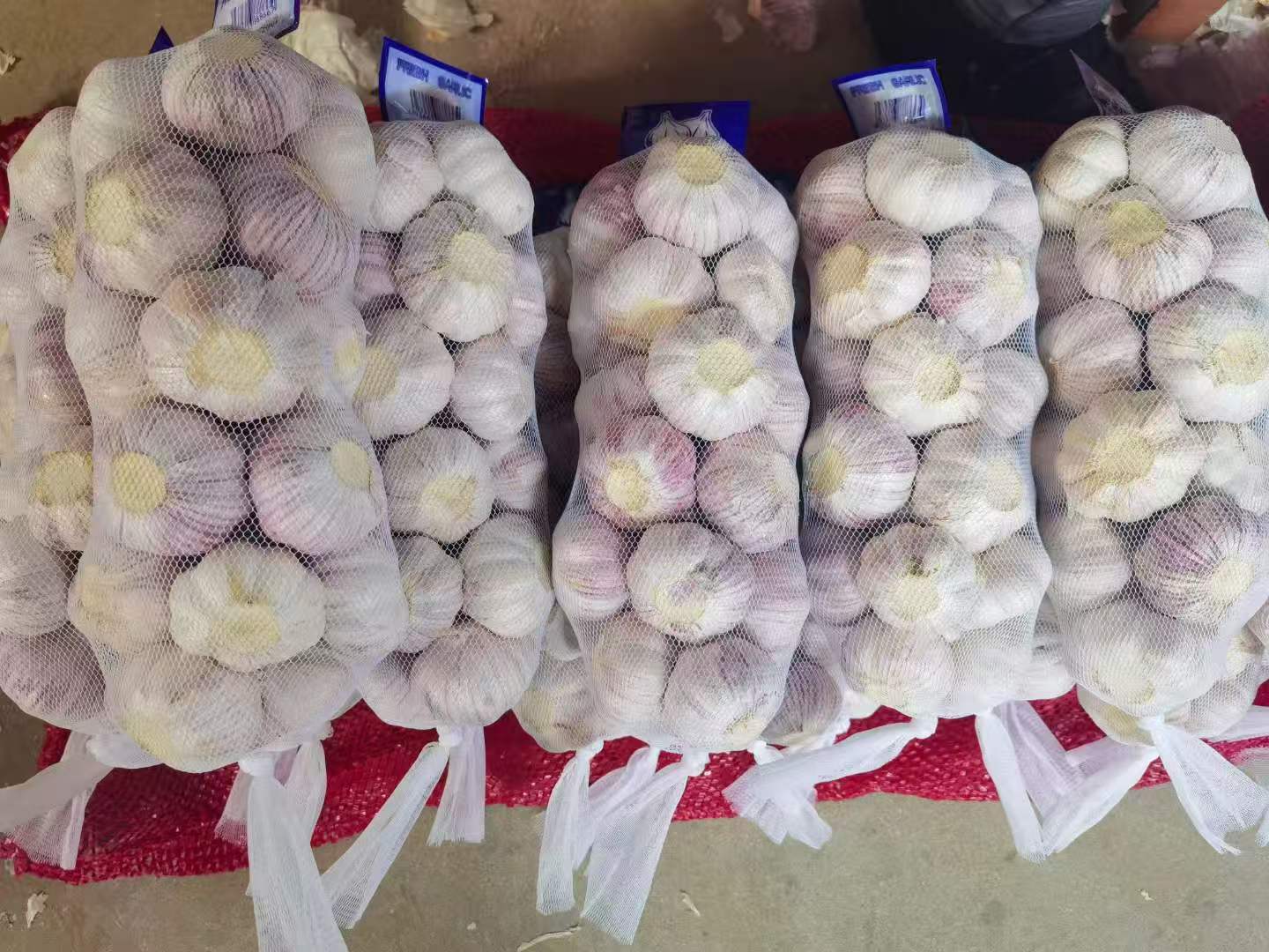 Normal White Garlic