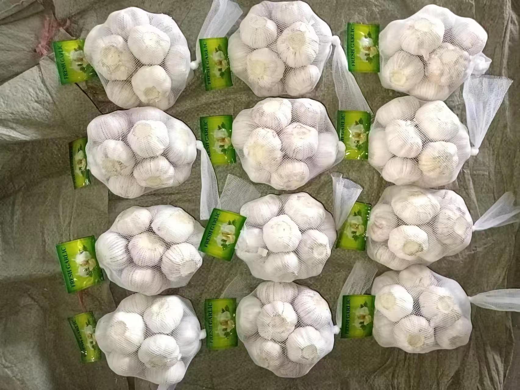 الثوم الأبيض العادي