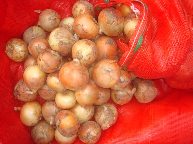 Fresh Yellow Onion