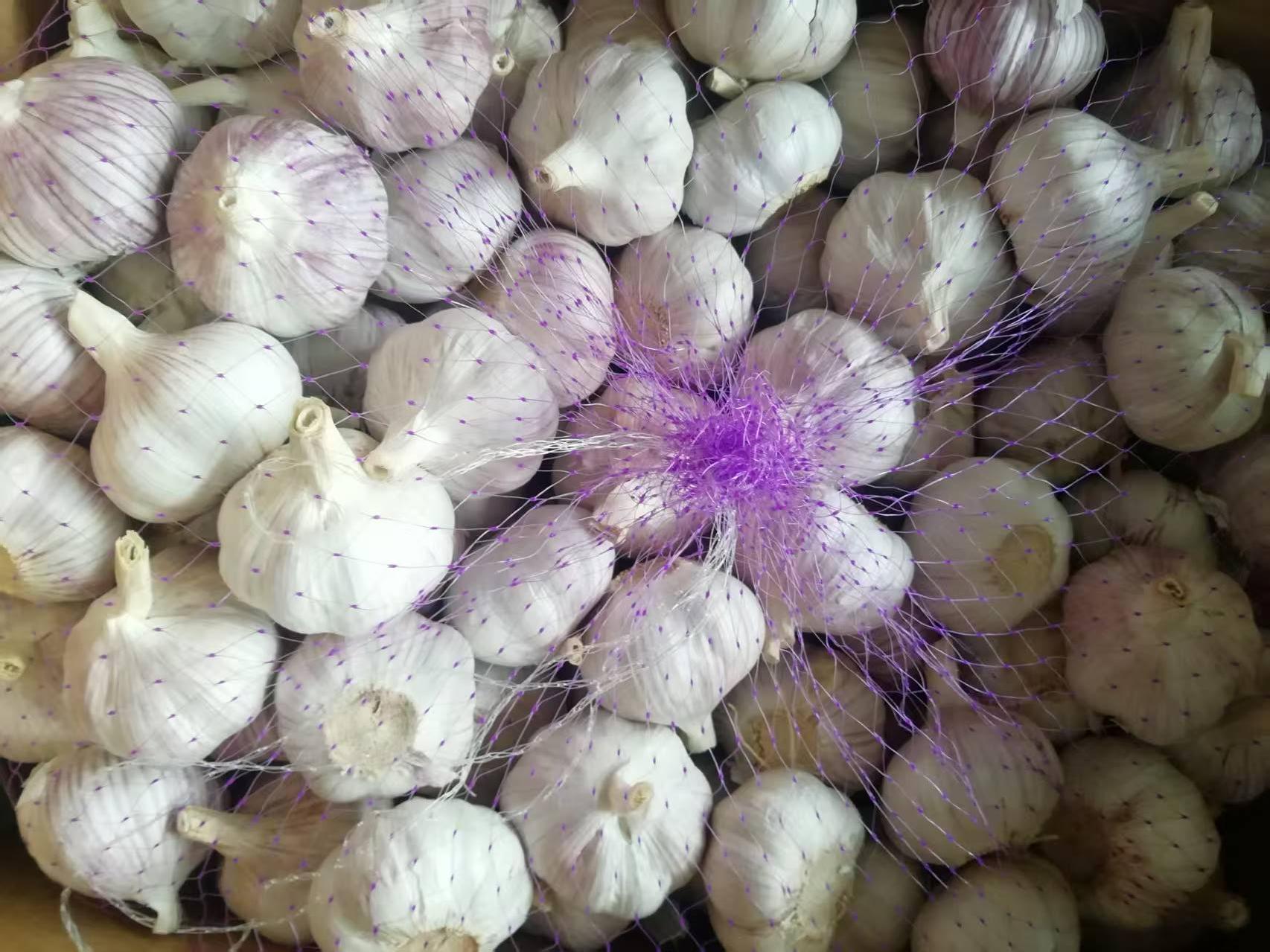 Normal White Garlic