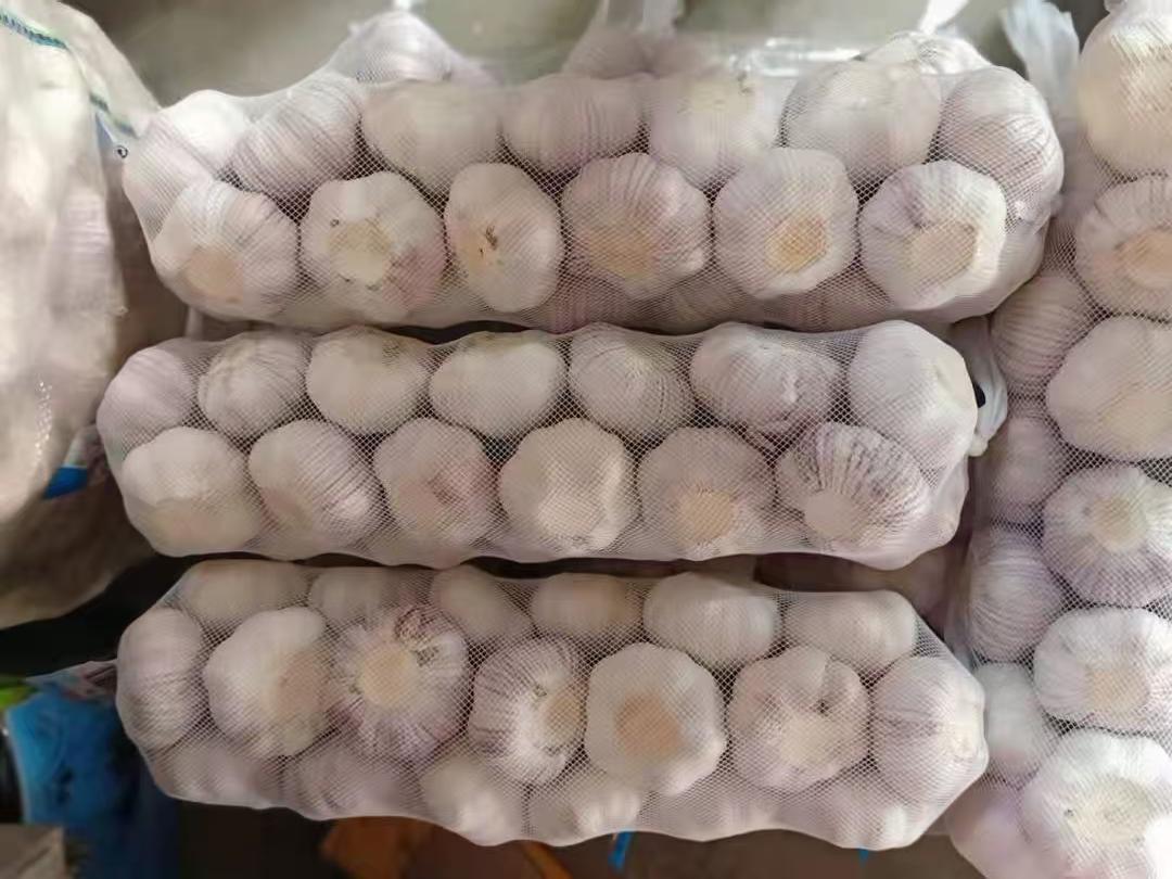 Ajo blanco normal