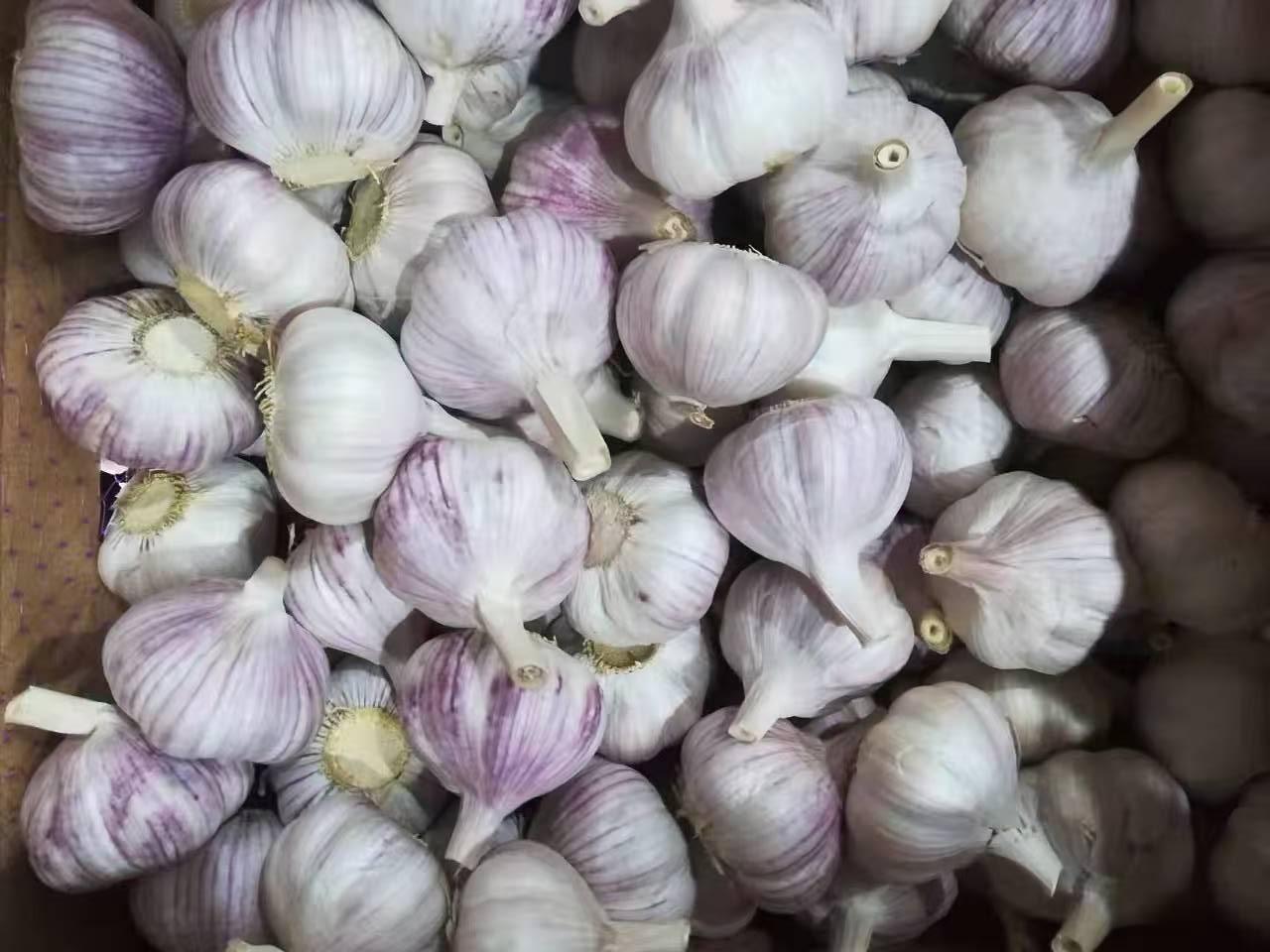 Normal White Garlic