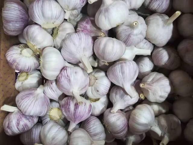 الثوم الأبيض العادي