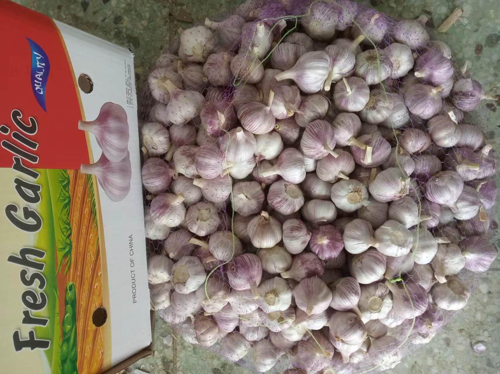 Normal White Garlic