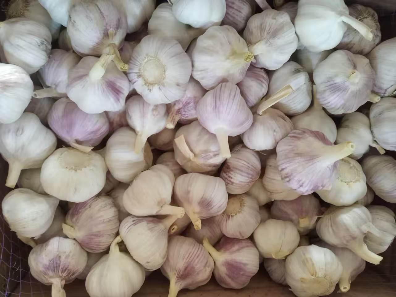 Normal White Garlic