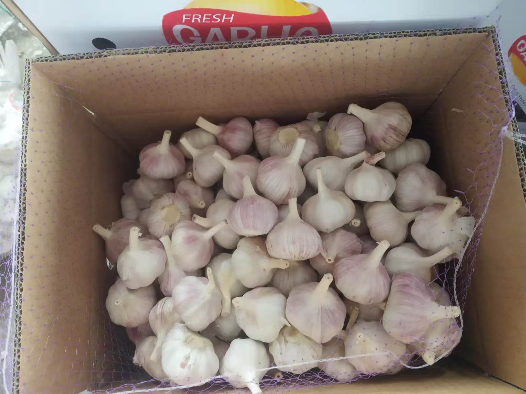 Normal White Garlic