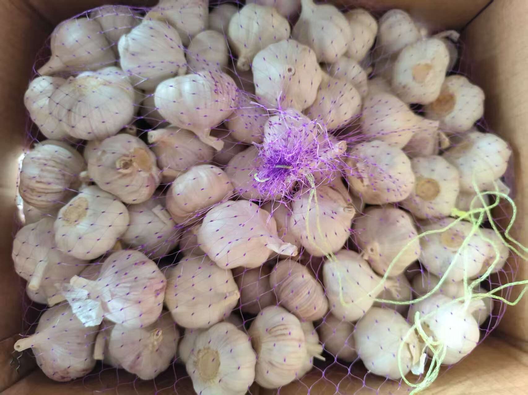 Normal White Garlic