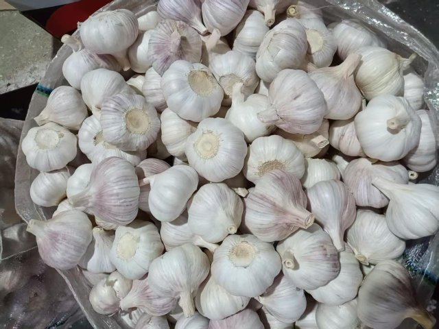 Normal White Garlic