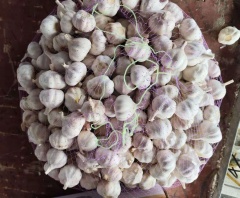 الثوم الأبيض العادي