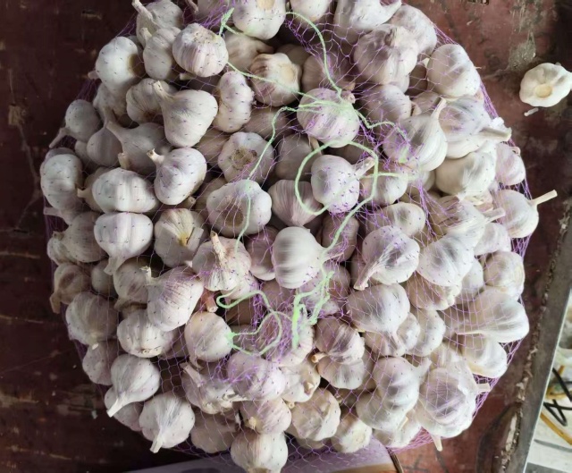 الثوم الأبيض العادي