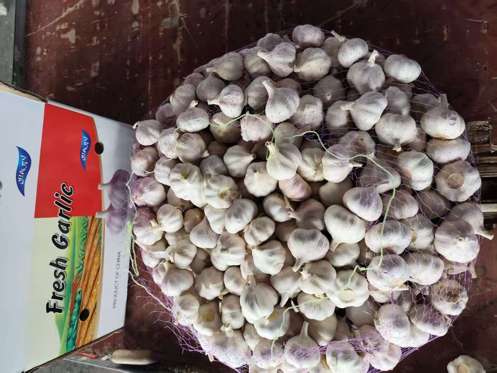 Normal White Garlic