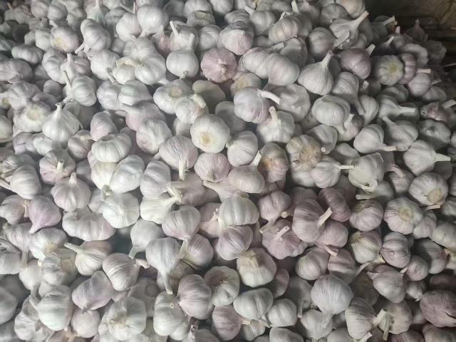 الثوم الأبيض العادي