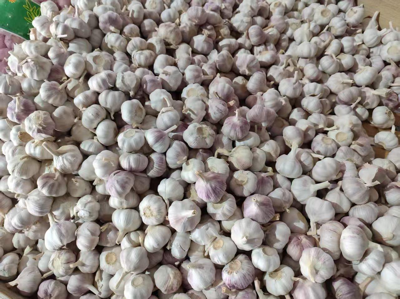 Normal White Garlic