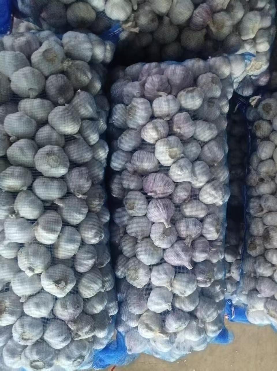 الثوم الأبيض العادي