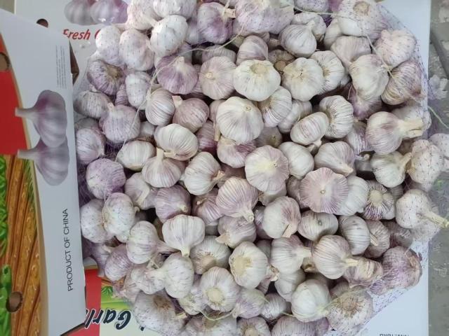 الثوم الأبيض العادي