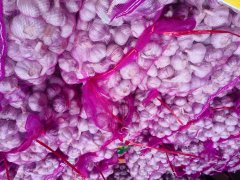 الثوم الأبيض العادي