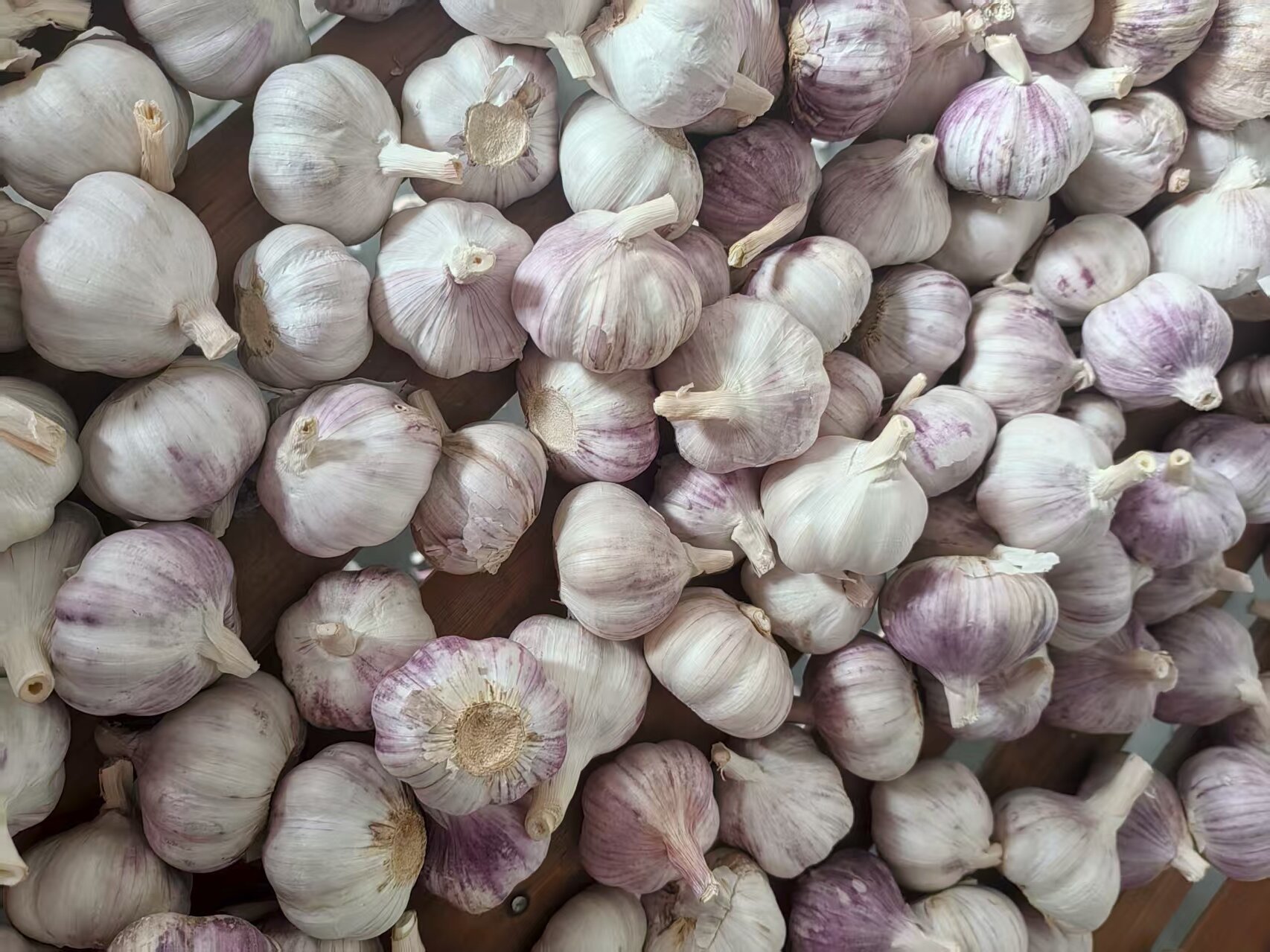 Ail blanc normal