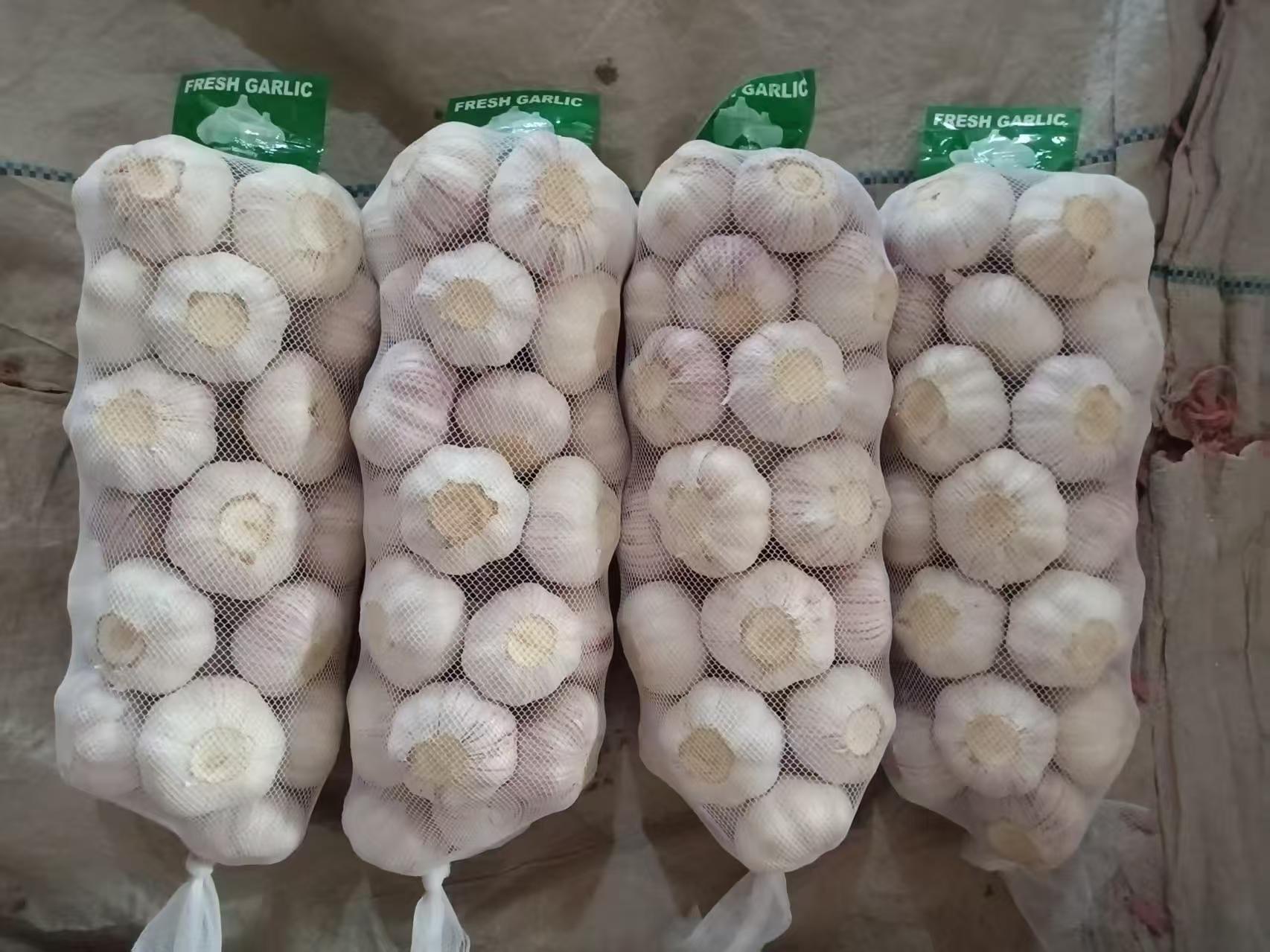 Normal White Garlic