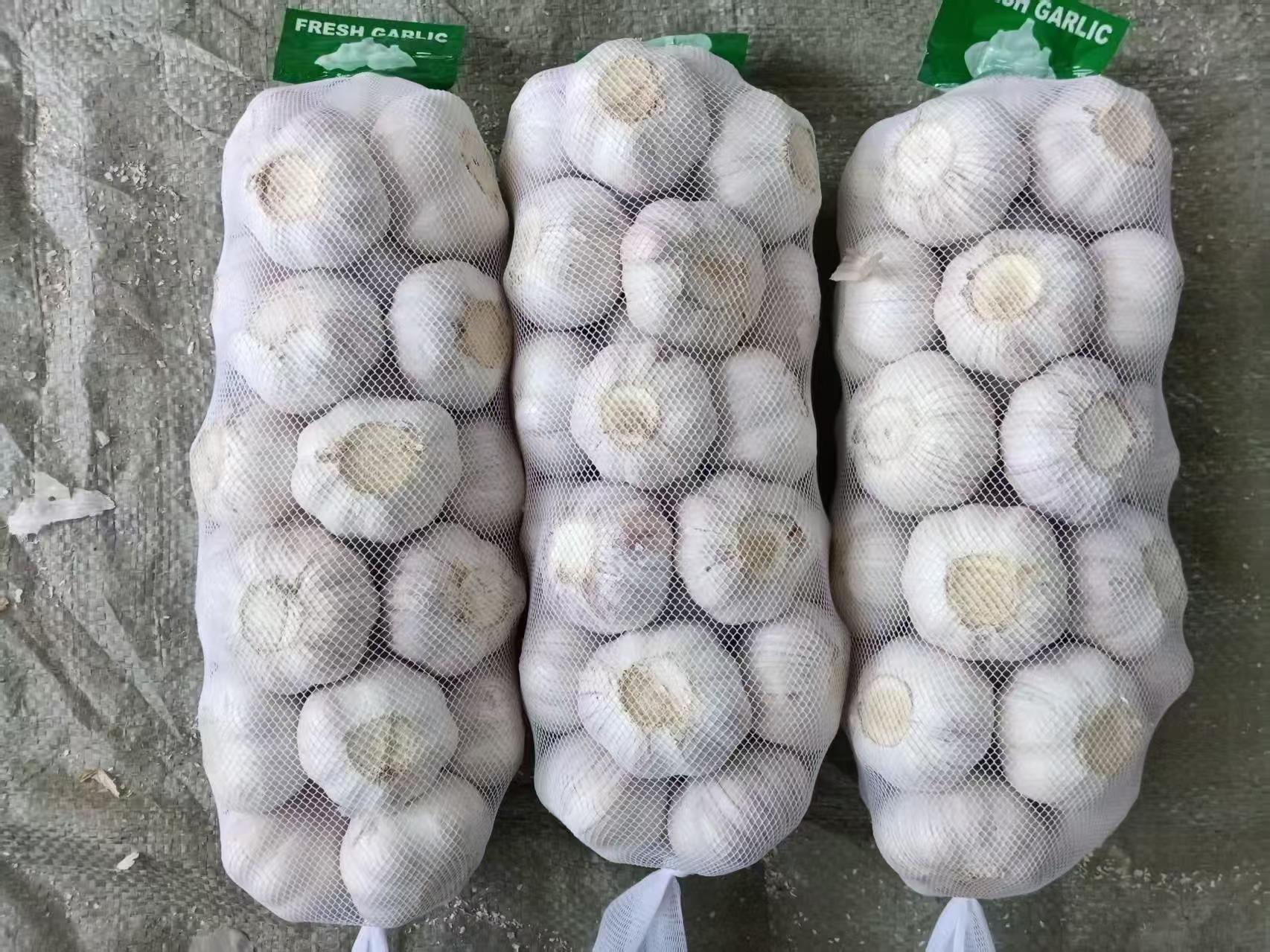 Normal White Garlic