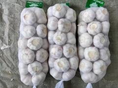 الثوم الأبيض العادي
