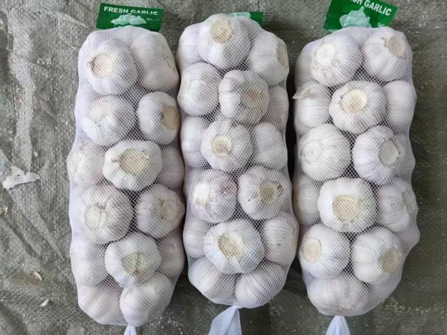 الثوم الأبيض العادي