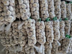 Ajo blanco normal