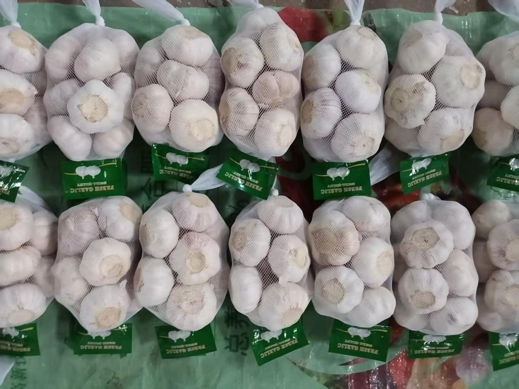 Ail blanc normal