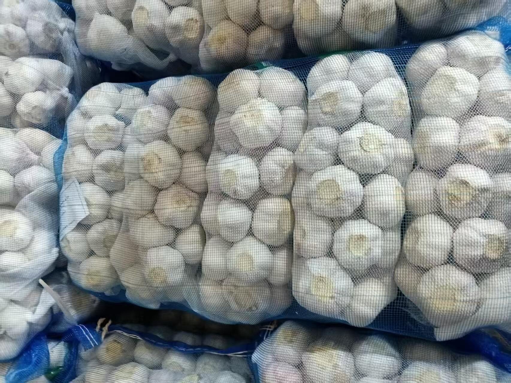 الثوم الأبيض العادي
