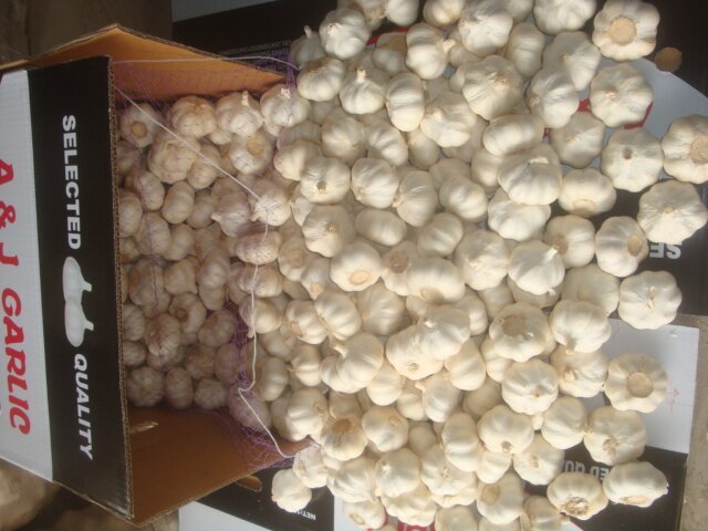 ثوم أبيض نقي طازج