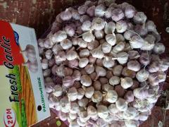 الثوم الأبيض العادي