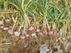 New crop garlic