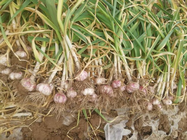 New crop garlic