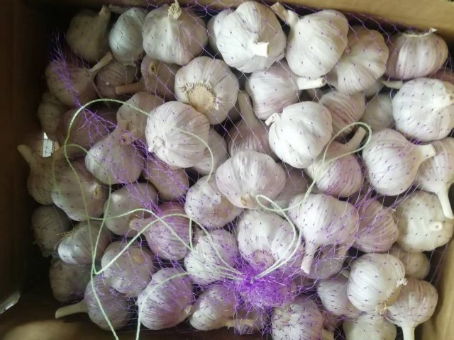 الثوم الأبيض العادي