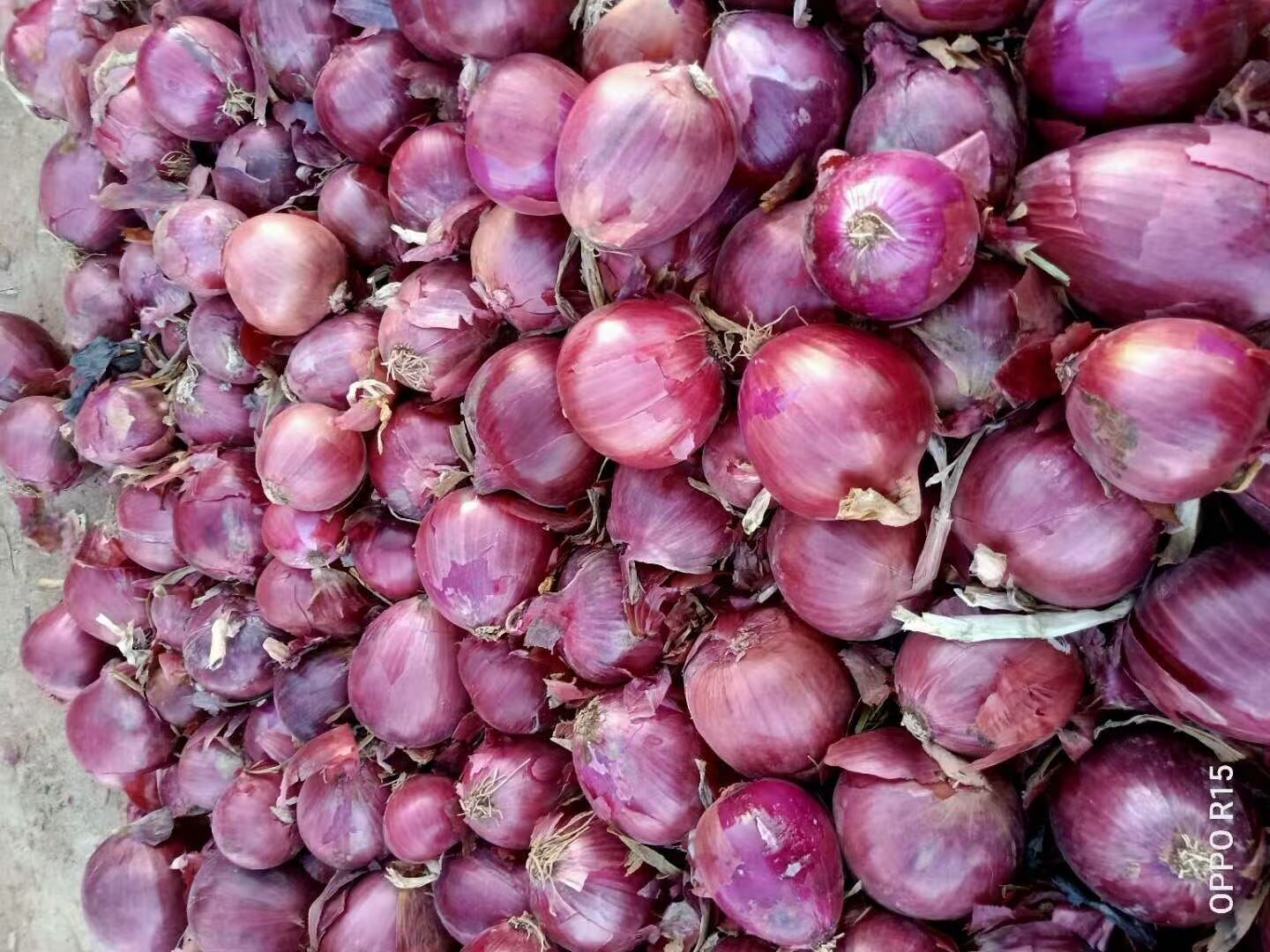 Fresh Red Onion
