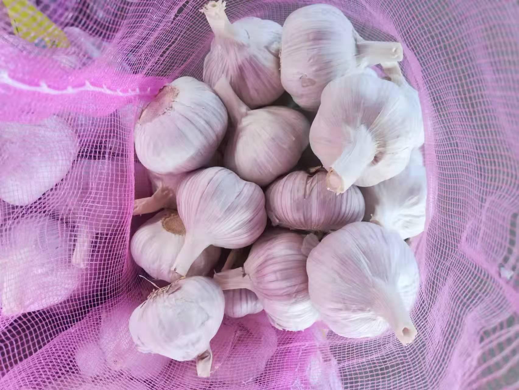 Ail blanc normal
