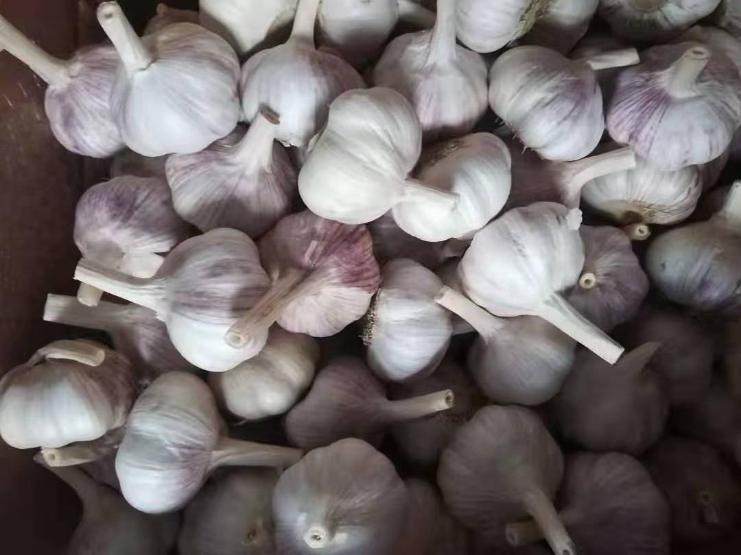 Ail blanc normal