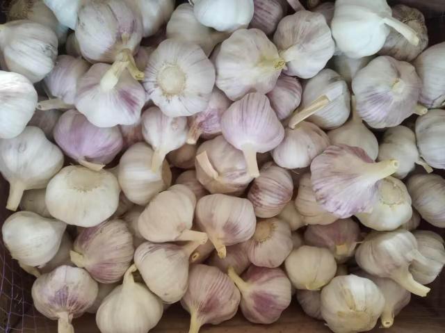 New crop garlic