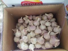 New crop garlic