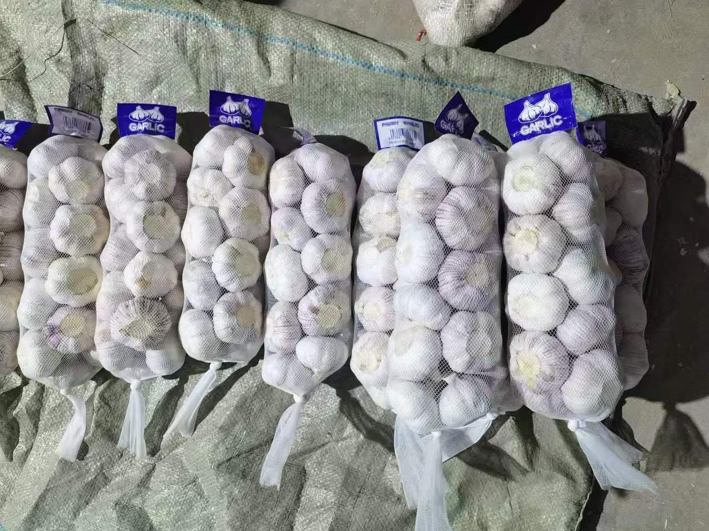 الثوم الأبيض العادي